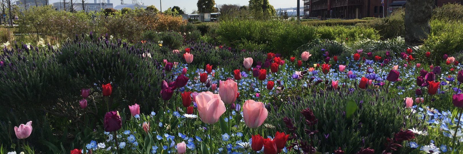 村山美雪　Miyuki Murayama banner