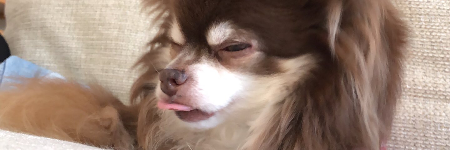 mai3ami3's profile banner image