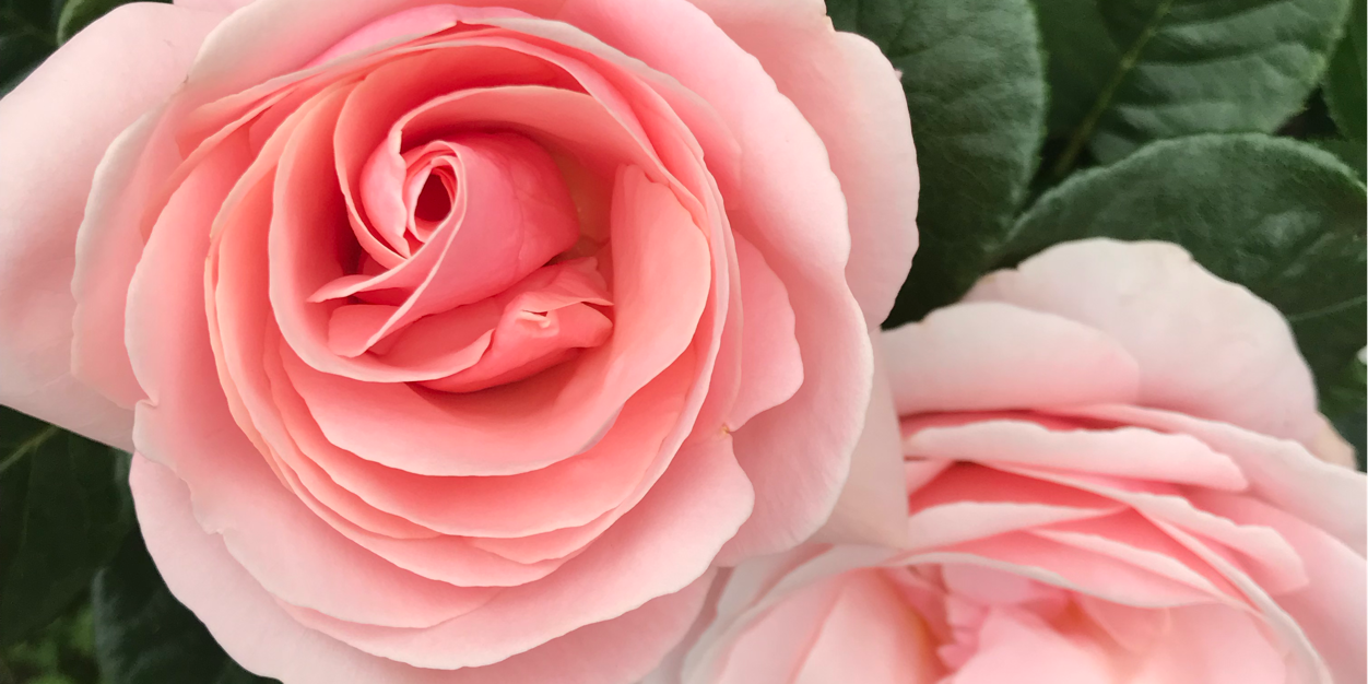 teddywithribbon's profile banner image