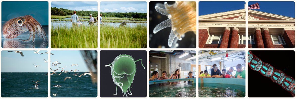Marine Biological Laboratory (MBL)'s banner