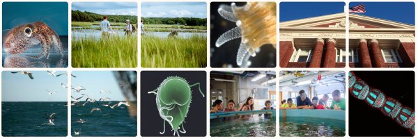 MBLScience Profile Banner