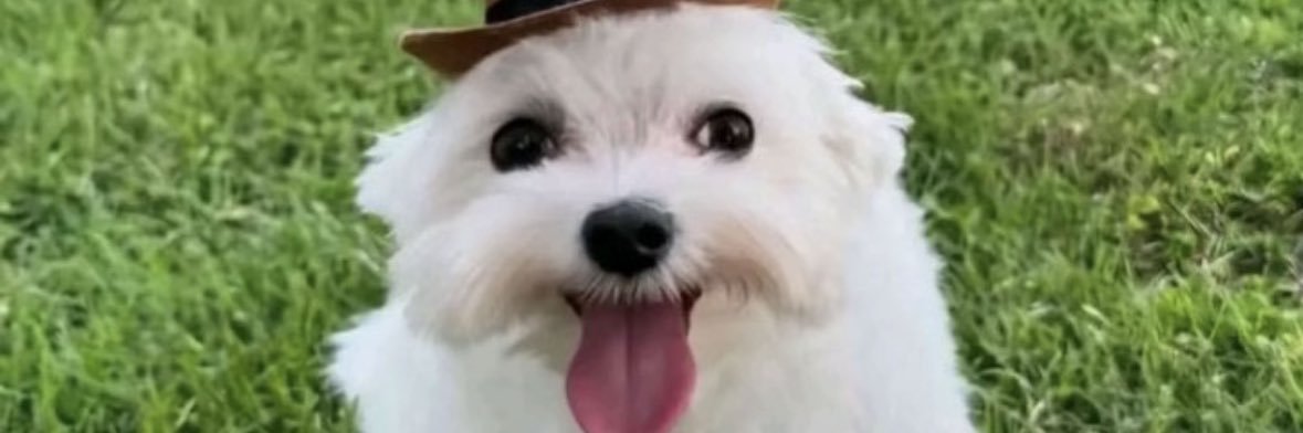 madisonhttpz's profile banner image