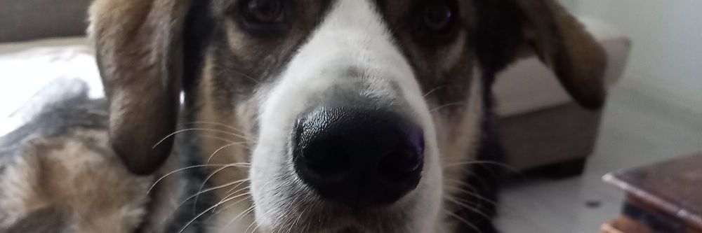 ForCompany's profile banner image