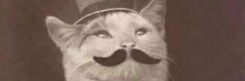 kitten_pyro's profile banner image