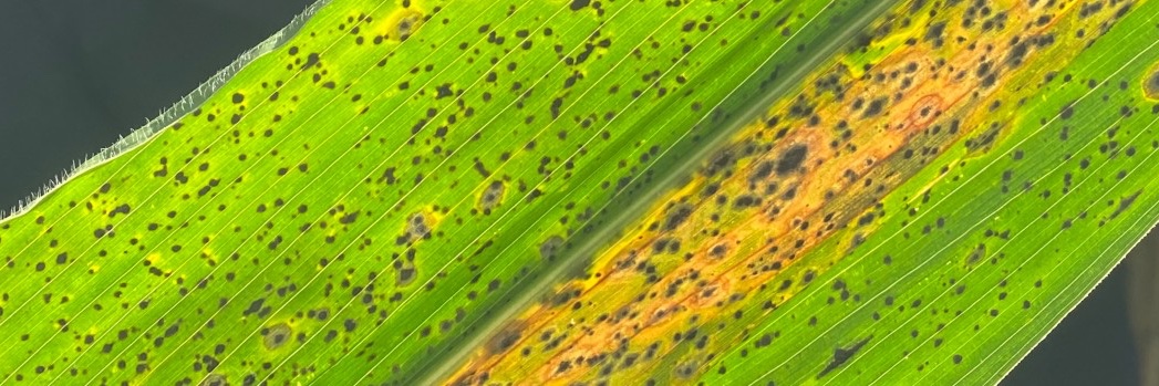 Karan Chahal, MS, PhD 🍄🌳🔬🧫🧬🧪🐞 banner