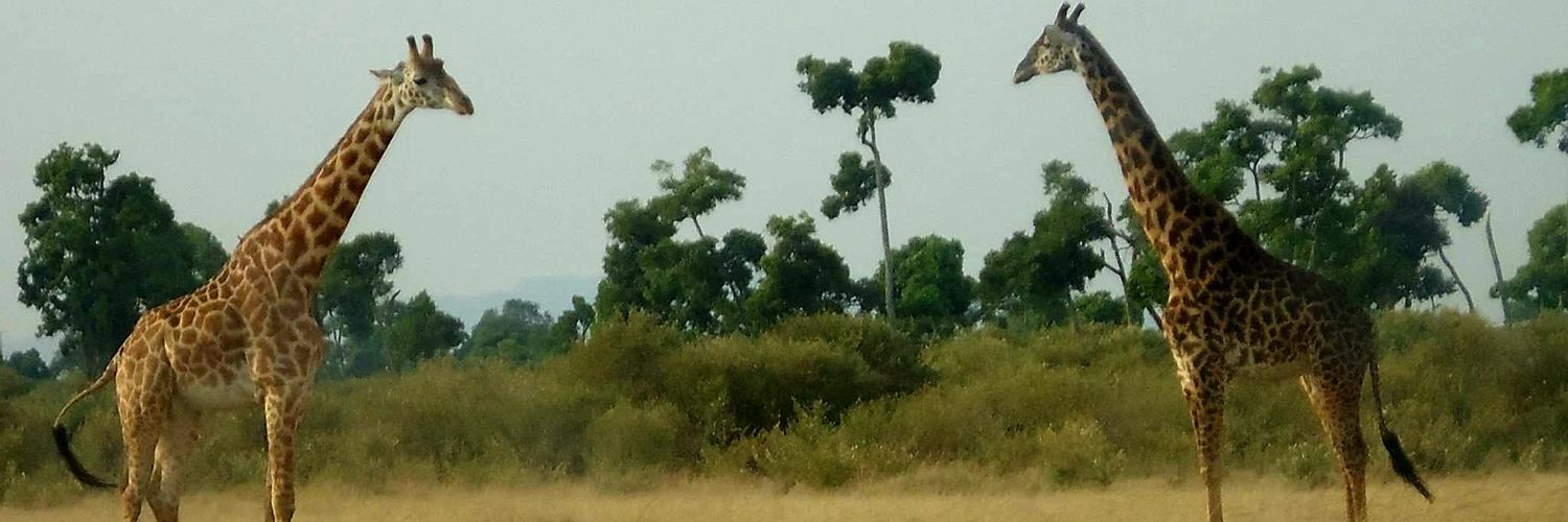 KasyokaII's profile banner image
