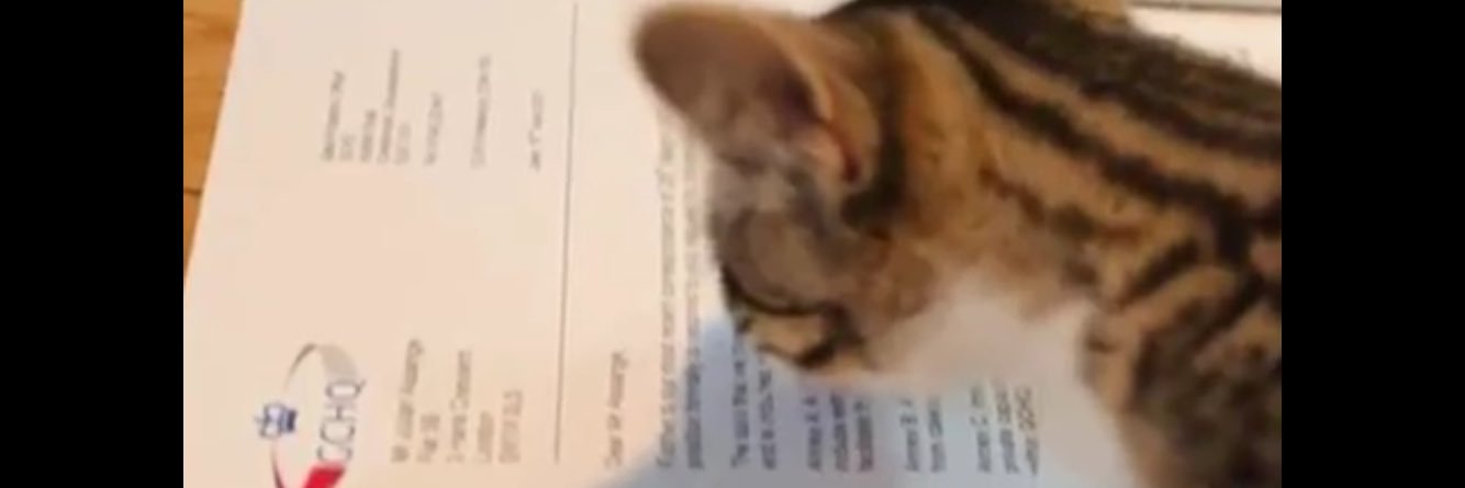 honch banner