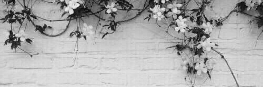 FlowersCanBeGay's profile banner image