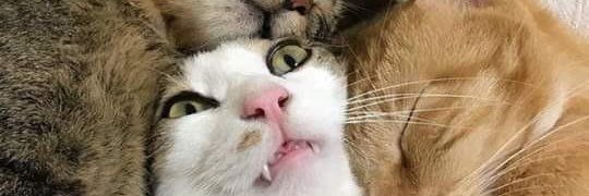 Яyu VogΞlhΞimΞЯ banner