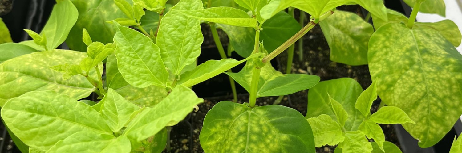 Lucas Sutorus banner