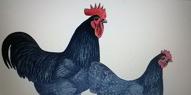 Birdpoultry's profile banner image