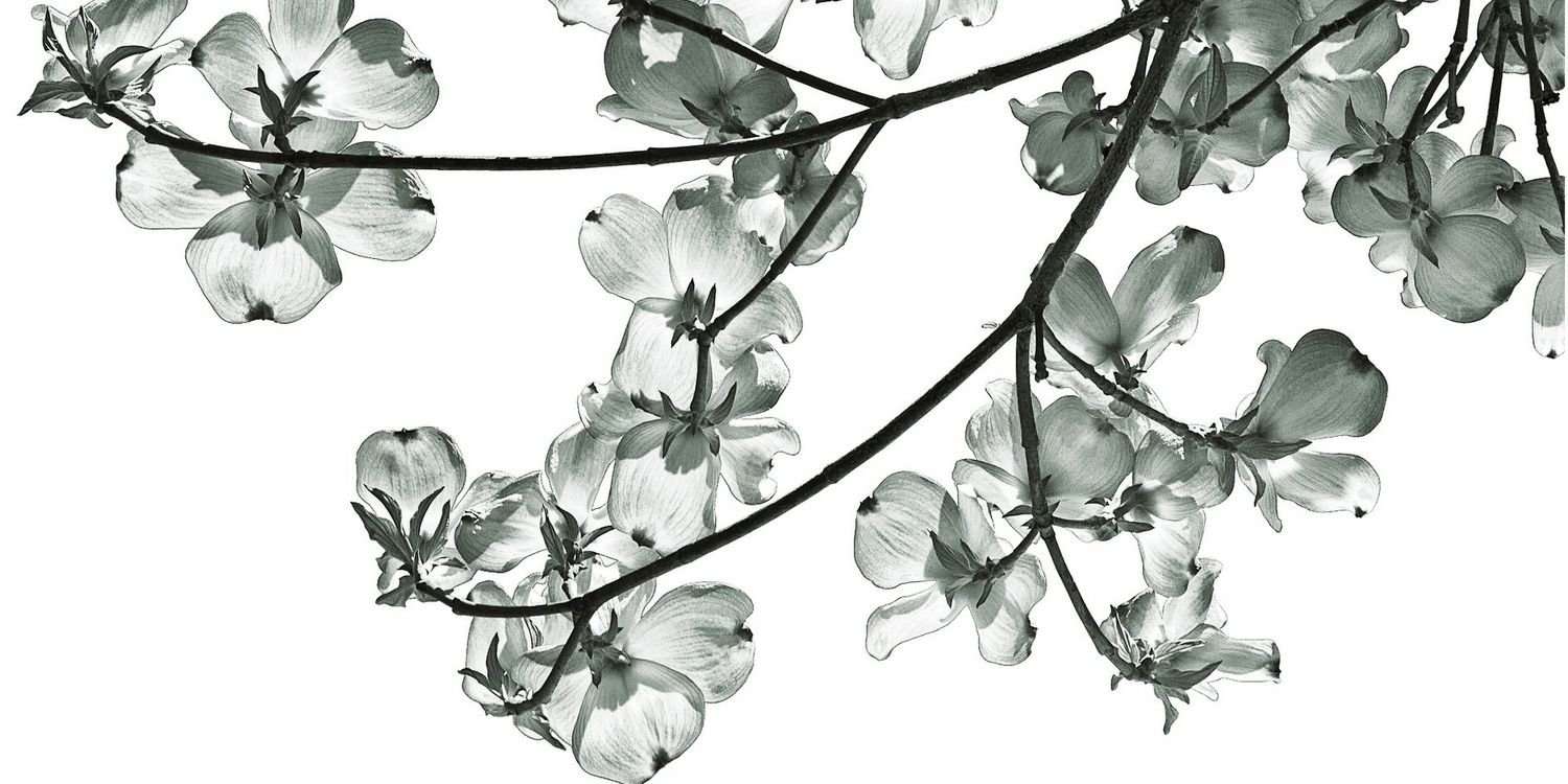 conggori's profile banner image