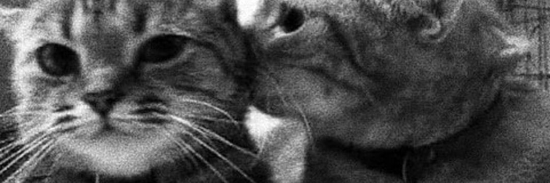 - banner