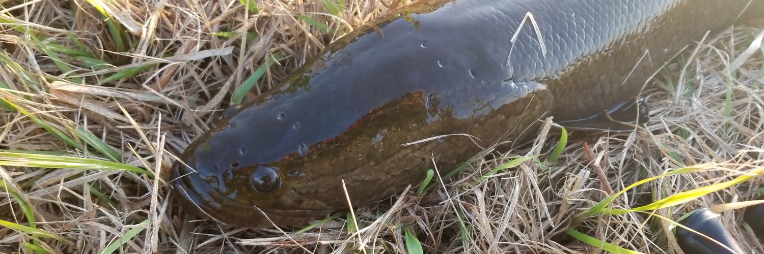 サーペント banner