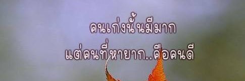 Tulip red banner