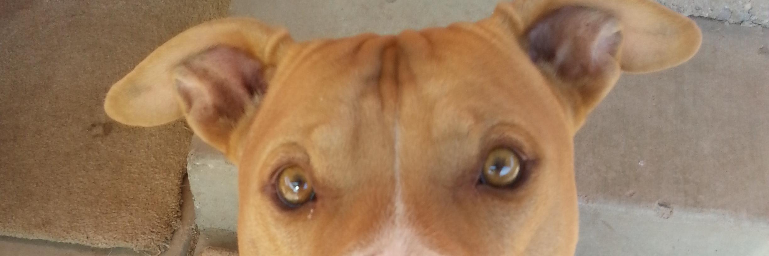 PovertysPets's profile banner image