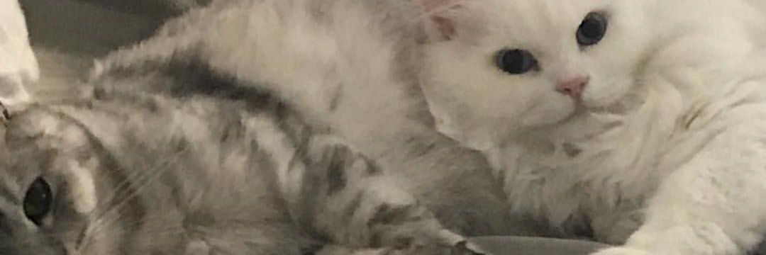Thisseen_n's profile banner image