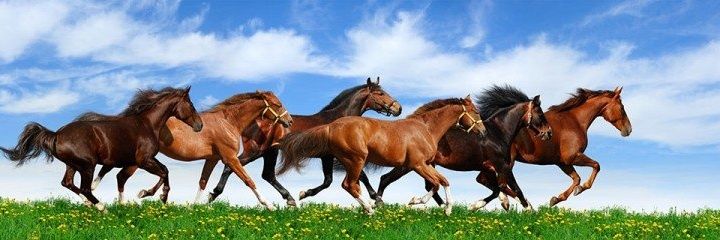 Abbas Sengezer banner