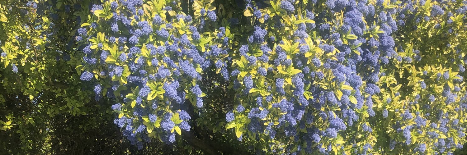 Grace O'Rourke banner