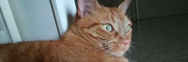 lunitoo Profile Banner