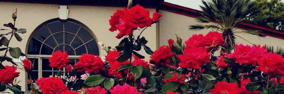 DaisyPerky's profile banner image