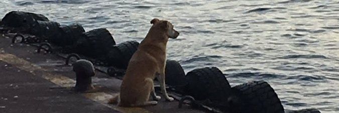 omeruulas's profile banner image