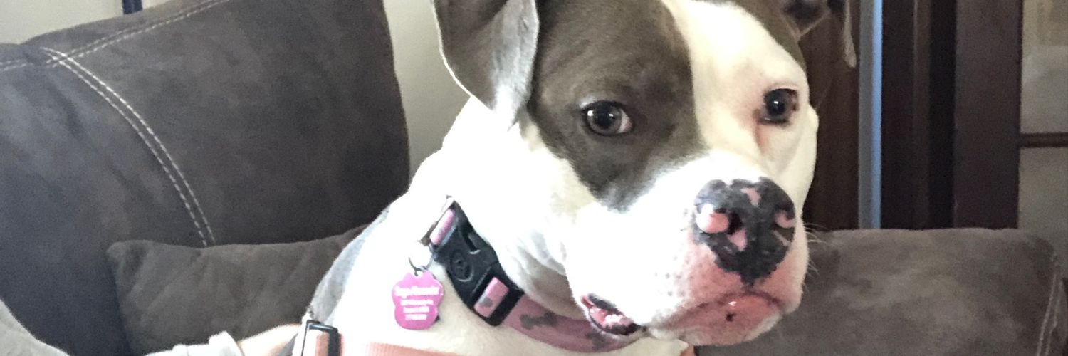 ForeverFlyAdub's profile banner image