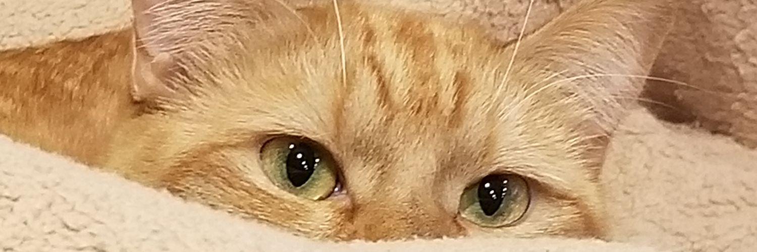 Fawkessmom's profile banner image