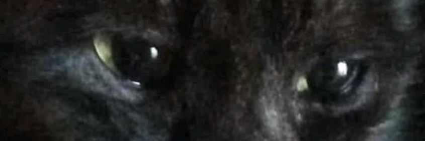 DONA Di Iasio banner