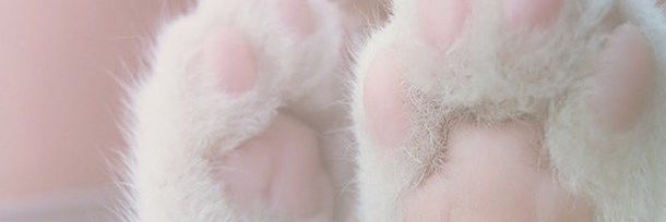 SugaSofty's profile banner image