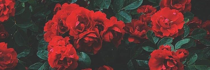 yglero's profile banner image