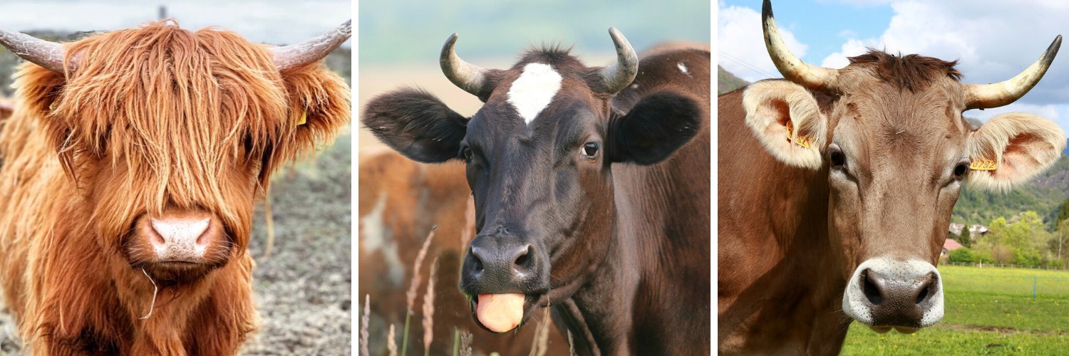 Cow of the Day🐮's banner