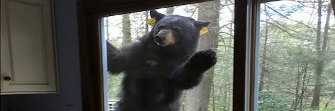 ABear is here?!?! banner