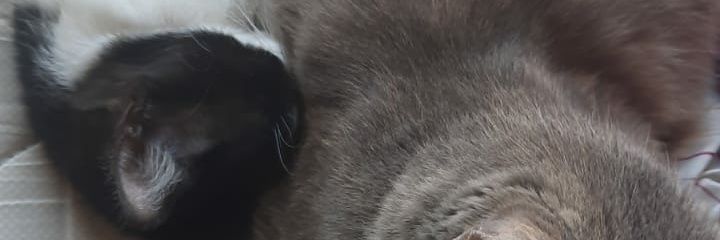 muchacho_gato's profile banner image