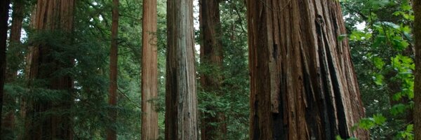 EPIC_ARCATA Profile Banner