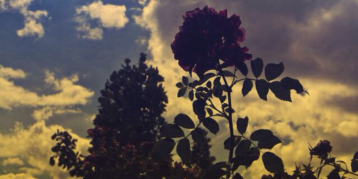 BitchesAddict's profile banner image