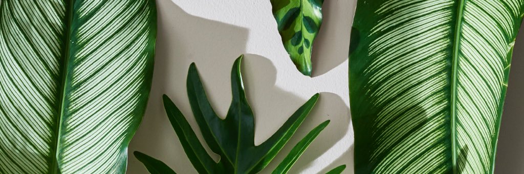 LaDafna's profile banner image