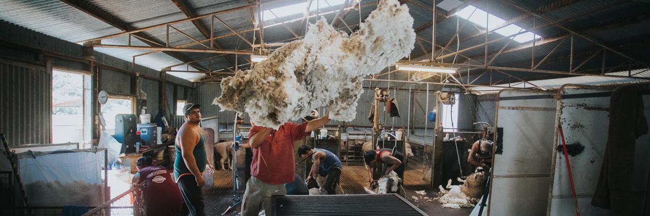 Mumblebone Merinos banner