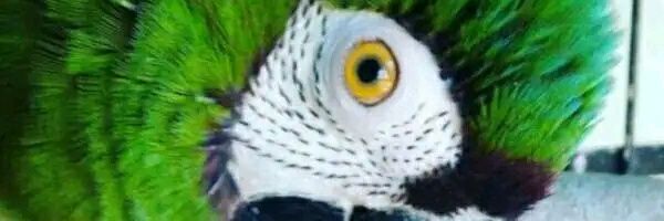 Nezemeco's profile banner image