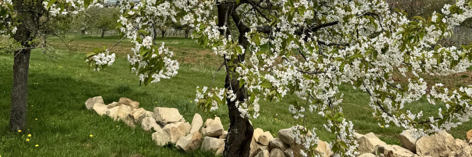 LiebertThorsten's profile banner image