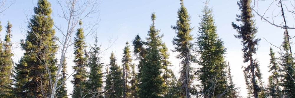Jennifer Skene banner