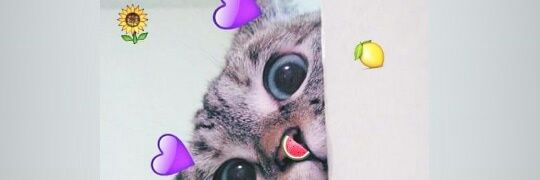 PPzz banner