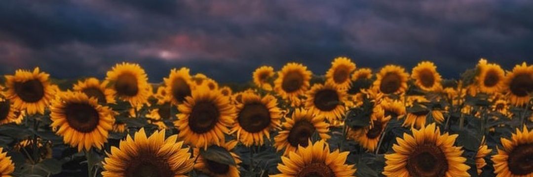 edgarmarquezo's profile banner image