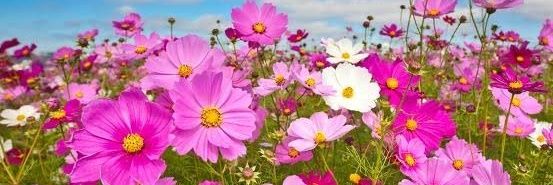 E٩(๑❛ᴗ❛๑)۶K banner