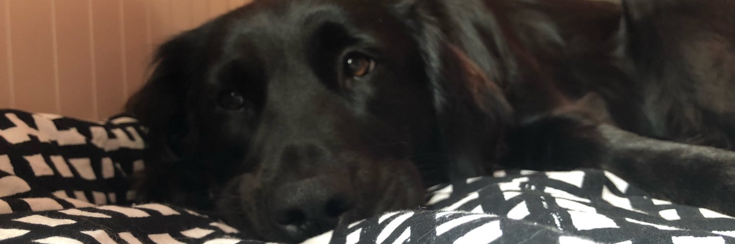 ecenilkaya's profile banner image