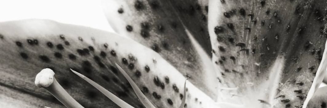 allicrs's profile banner image