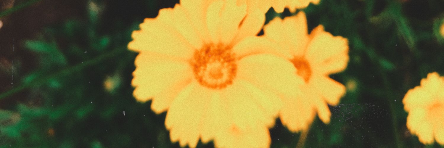 ailuroephile's profile banner image