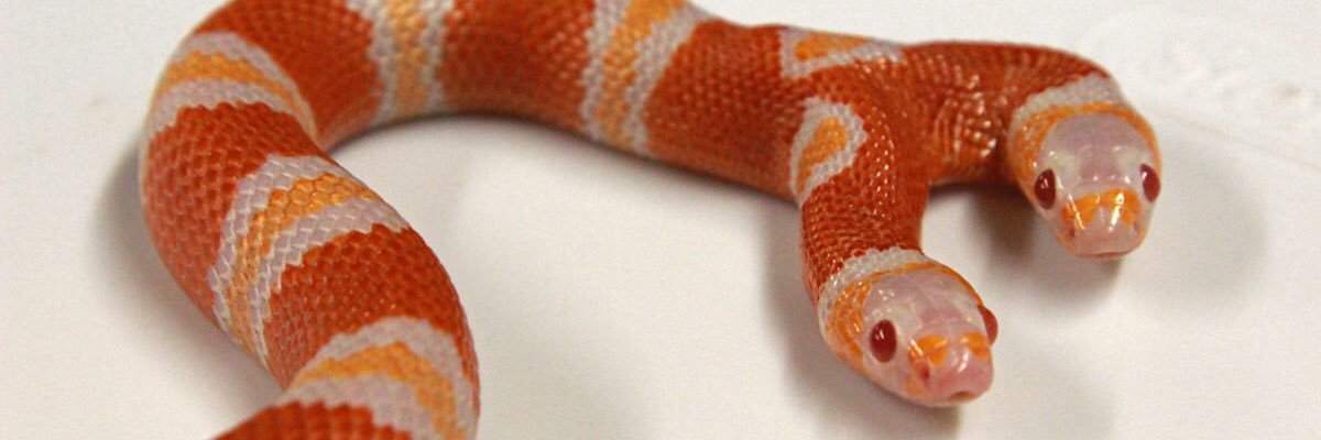 camdales's profile banner image