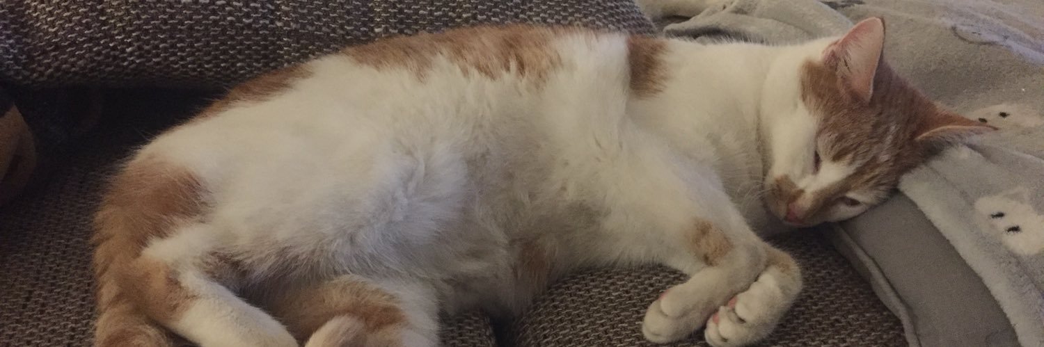ChestertheCat7's profile banner image
