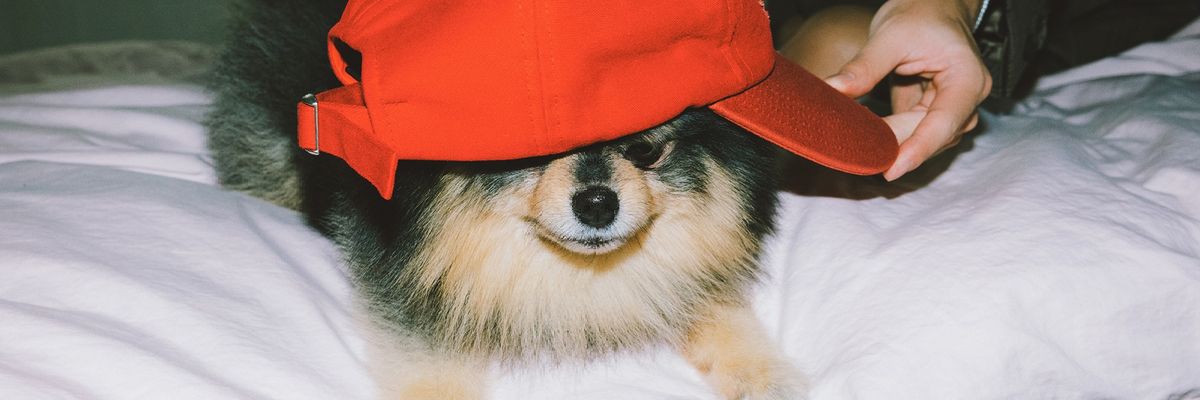 🦋sheefa⁷🍏 banner